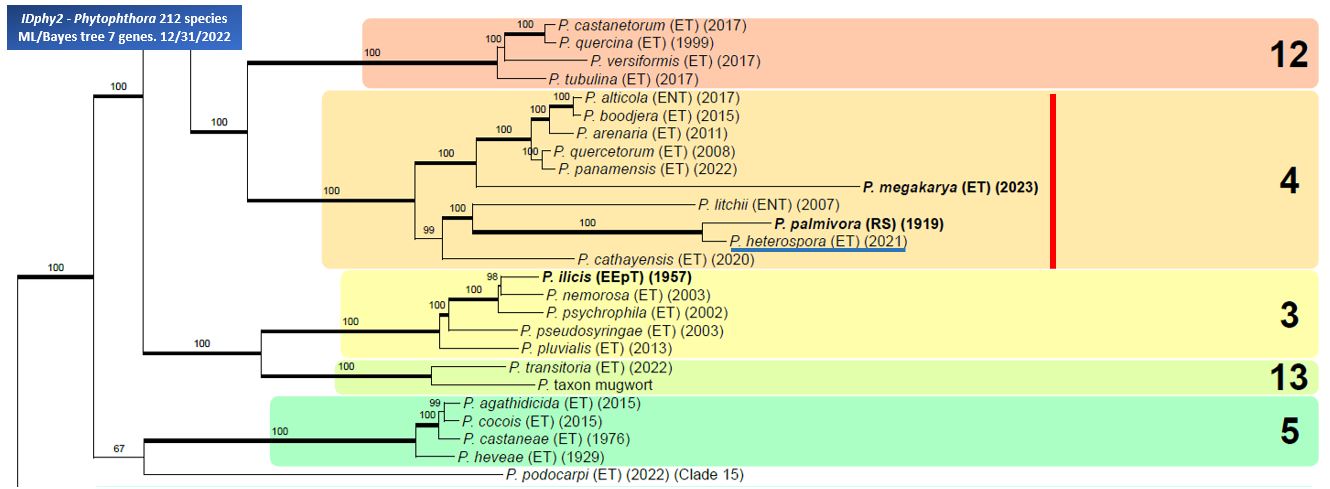    Phytophthora  spp. in Clade 4 : portion of the seven-loci ML phylogeny featuring the type cultures of 212 described species (by T. Bourret). Notice the position of   P. heterospora  Ex-type CBS 148034 = Samp;T BL 119 . Gloria Abad, USDA Samp;T.
